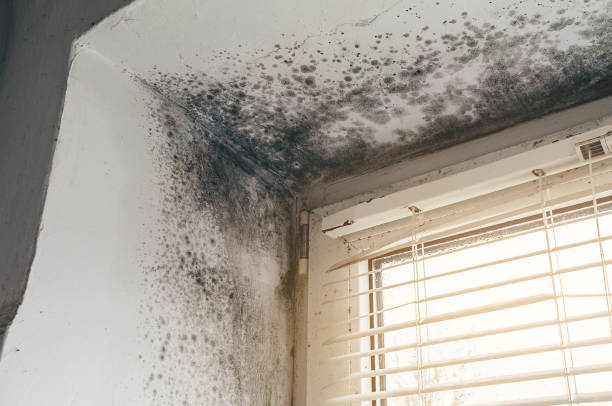 Affordable Mold Cleanup solutions in New Hill, NC